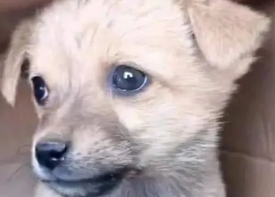小奶狗刚满月惨遭抛弃！原来是因为它是一只土狗！