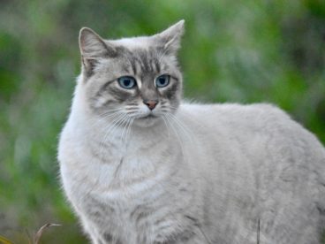 流浪小猫图片