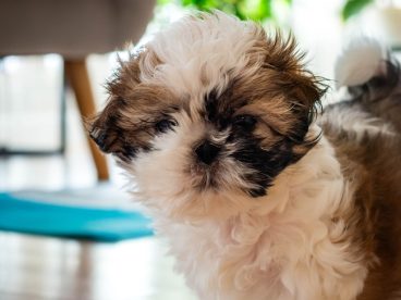 家养可爱西施犬摄影图片