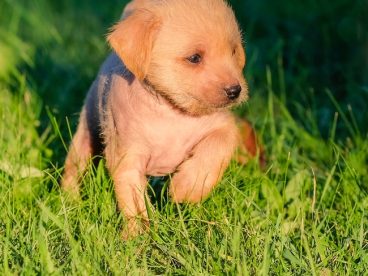 草地可爱拉布拉多幼犬图片