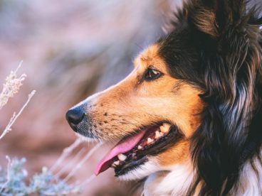 大型狼犬图片