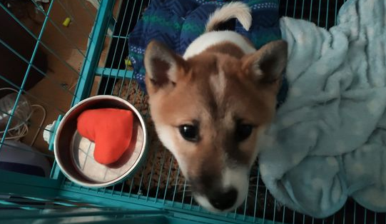 柴犬被关进笼子里,它一脸憋屈的看见网友,狗:帮帮我吧!