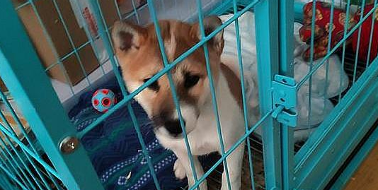 柴犬被关进笼子里,它一脸憋屈的看见网友,狗:帮帮我吧!