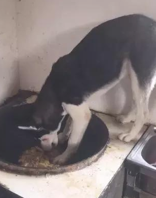 主人刚提前准备用餐,却见到二哈在锅里偷吃,这狗还能要吗