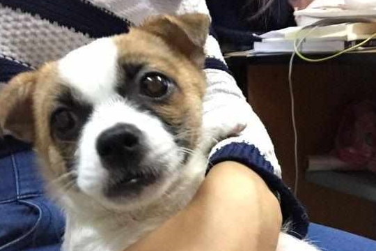 土狗也能变成高级犬？请别小看小土狗？它们只能没打扮