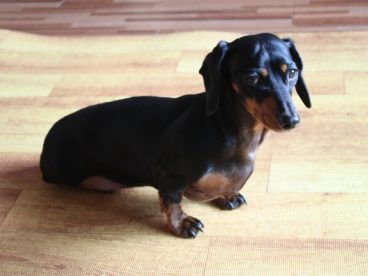 黑色腊肠犬图片