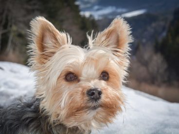 可爱约克夏犬头部特写图片
