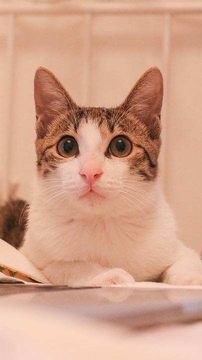 宠物猫, 萌