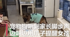 听到主人回家的声音，狗狗立刻提醒小主人关电视！但还是露馅
