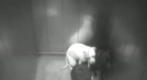 英国男子因在电梯狂踹女友斗牛犬将面临5个月的监禁