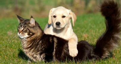 深圳发布全面禁食猫狗令，竟有一大群人反对？究竟为何