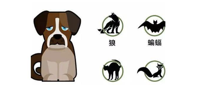 谨慎!猫咪注射“狂犬疫苗”的坏处,你还不知道吧