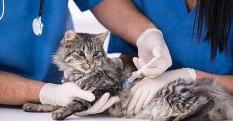 谨慎!猫咪注射“狂犬疫苗”的坏处,你还不知道吧
