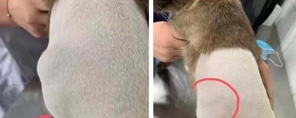 谨慎!猫咪注射“狂犬疫苗”的坏处,你还不知道吧