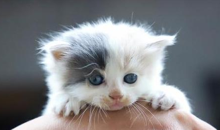 谨慎!猫咪注射“狂犬疫苗”的坏处,你还不知道吧