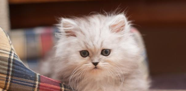 谨慎!猫咪注射“狂犬疫苗”的坏处,你还不知道吧