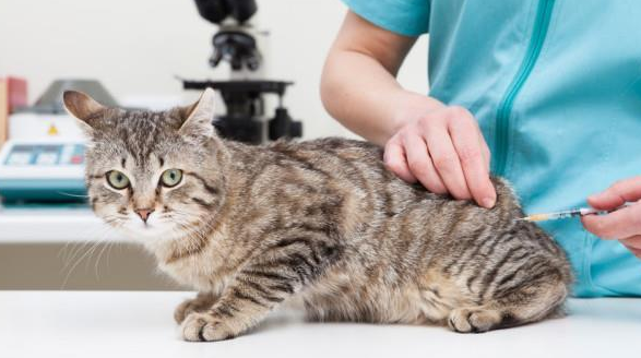 谨慎!猫咪注射“狂犬疫苗”的坏处,你还不知道吧