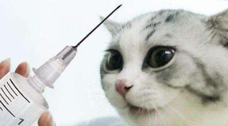 谨慎！猫咪注射“狂犬疫苗”的坏处，你还不知道吧
