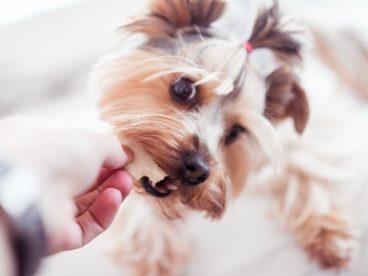 可爱约克夏梗犬图片