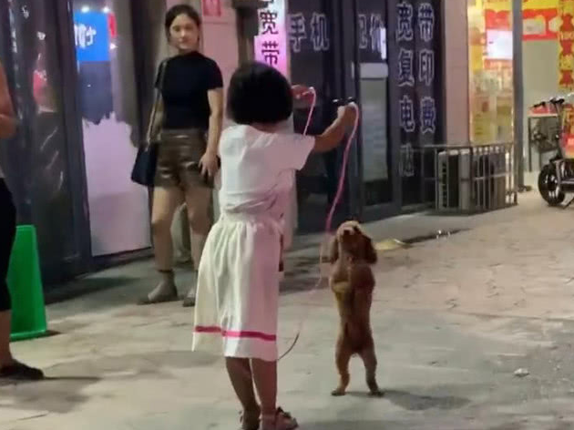泰迪像人相同立在小姑娘眼前,接下去的界面令人愣住,网民:狗精