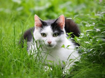 趴在草丛里的可爱小萌猫摄影图片