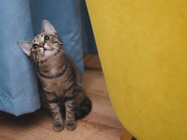 大花猫