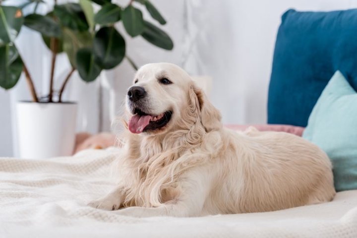 新几内亚歌唱犬品种介绍