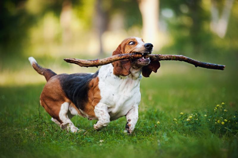 新几内亚歌唱犬品种介绍