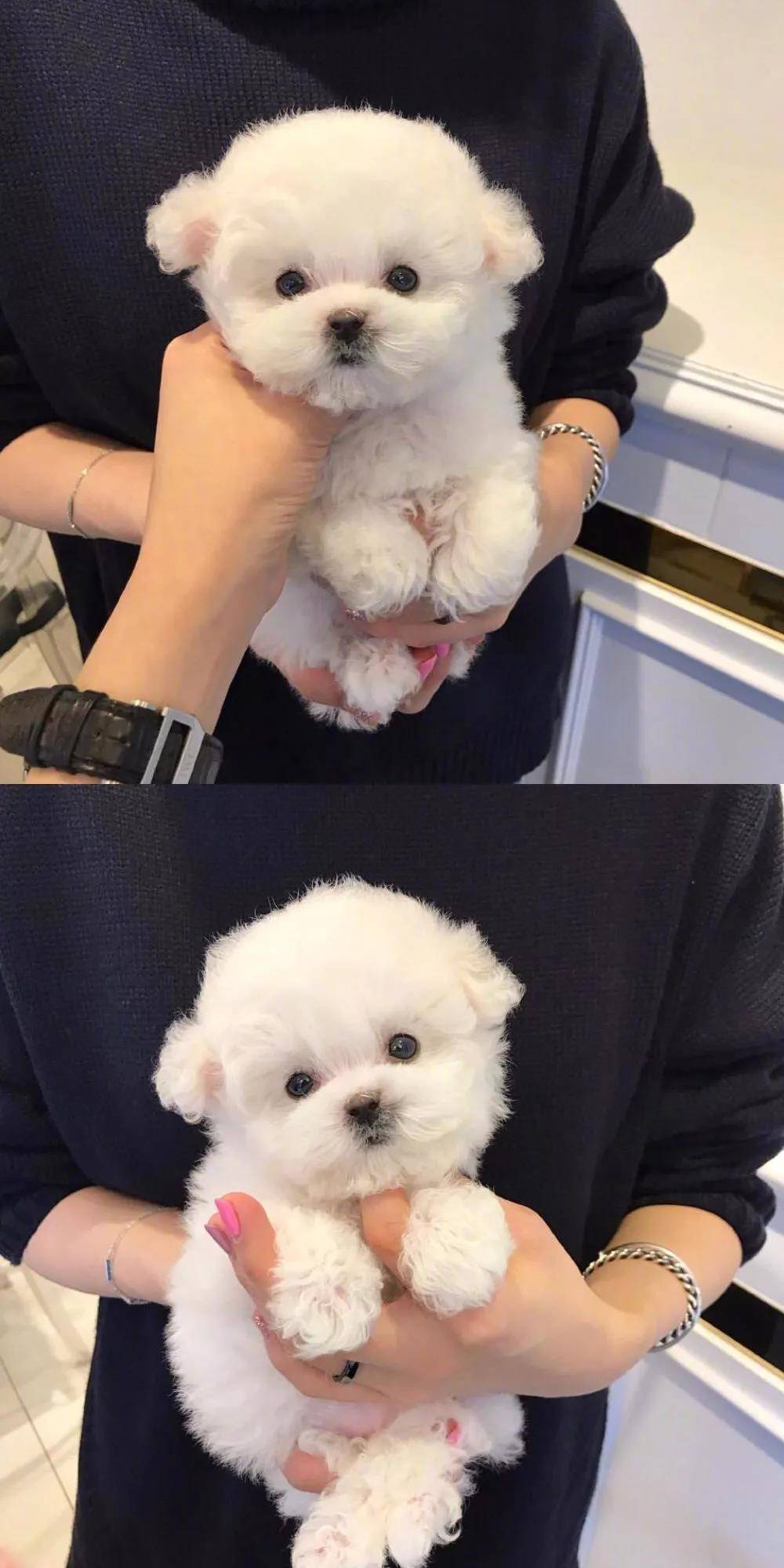 狗子，总会有的,小泰迪是那么的可爱