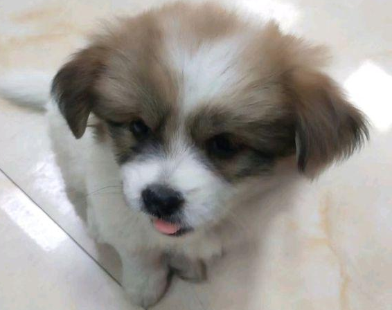 流浪犬躲在大门口供暖遭消费者看不上被连踢三脚，女生霸气侧漏带著小狗离去