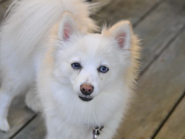 博美犬图片白色