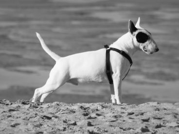 比特犬黑白图片