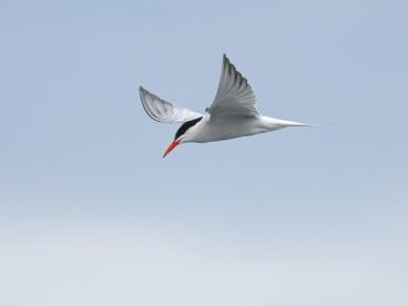 海鸟高空展翅飞翔图片