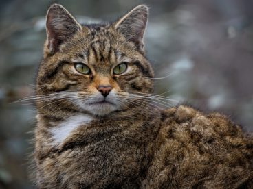 苏格兰野猫图片