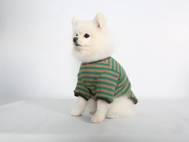 穿着可爱衣服的小狗狗图片