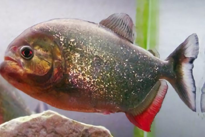 食人鲳身份信息