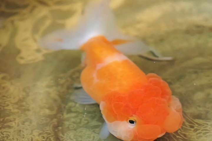 武汉猫狮身份信息