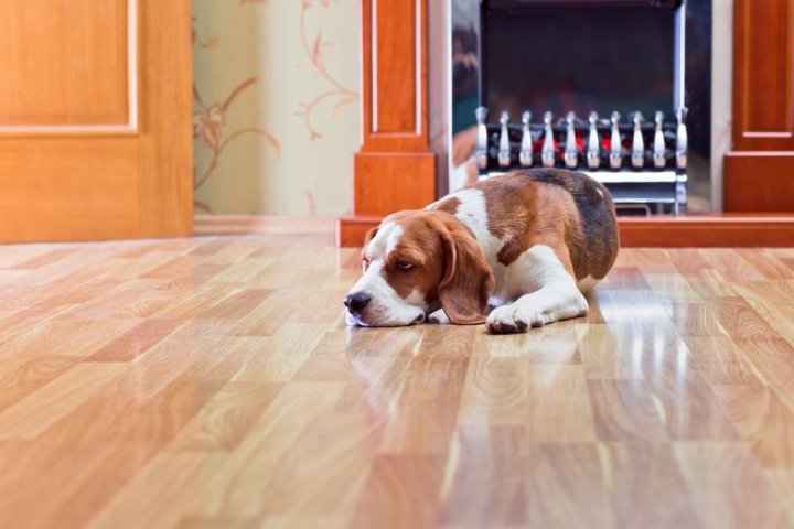 中亚牧羊犬品种介绍：优雅与力量的完美结合