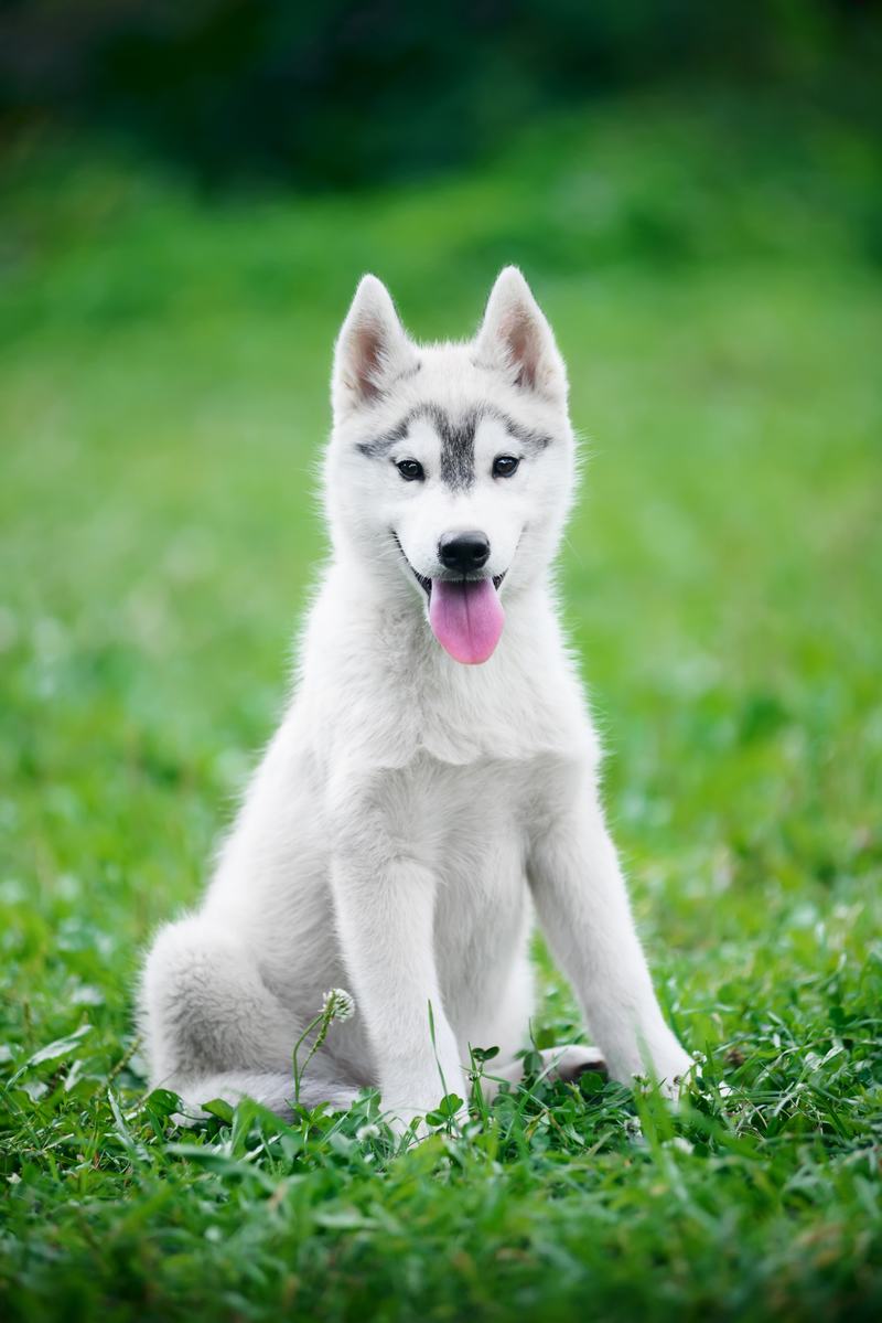 中亚牧羊犬品种介绍:优雅与力量的完美结合