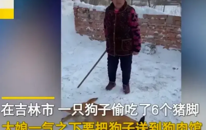 在吉林长春发生了一件搞笑的事。大黄狗偷吃猪脚后躺地上“装死”，主人一句话让它原地“满血复活”！