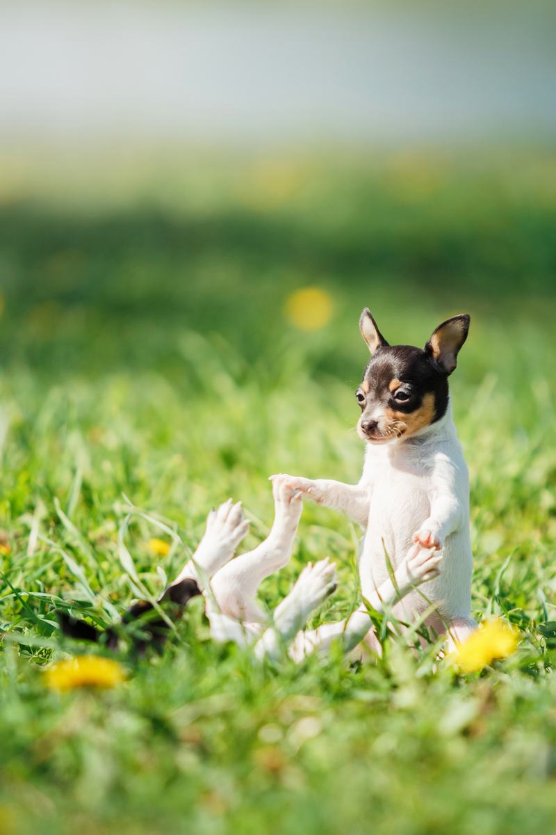 柴犬：日本国宝级的忠诚伙伴