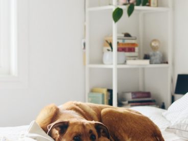 可爱棕色田园犬图片