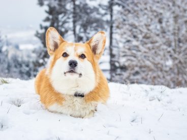 冬季雪地可爱威尔士柯基犬图片