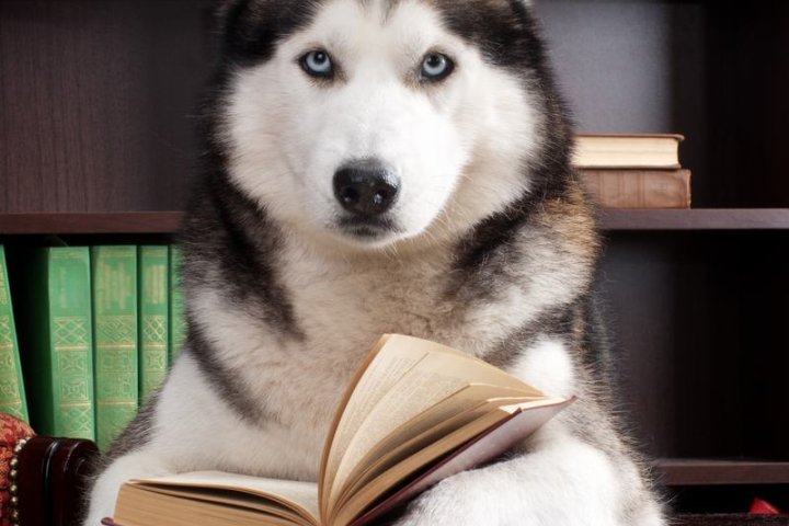 罗威纳犬品种介绍：忠诚与力量的完美结合
