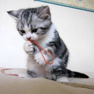 美国短毛猫的图片