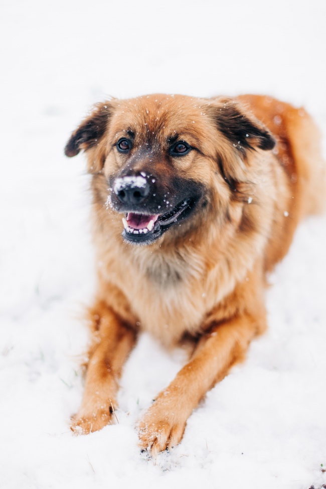 田园犬雪地宠物写真图片