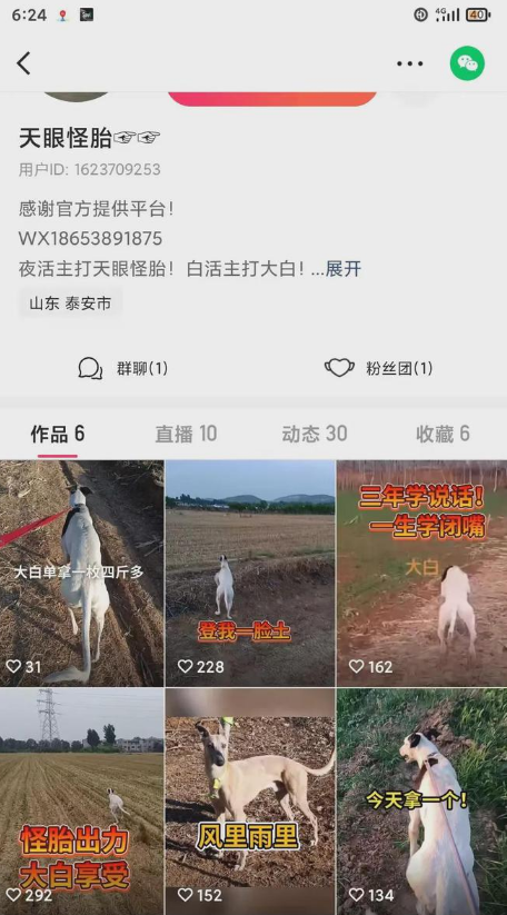 山东济宁赌狗现象蔚然成风,国家三有动物蒙古兔面临威胁