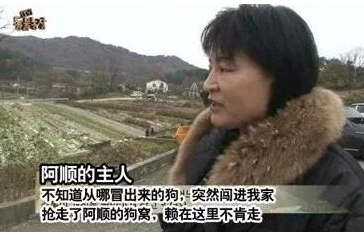 流浪母狗带着一窝小狗上门强占自家狗窝，最终发现是这么回事！