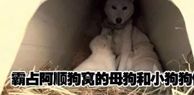 流浪母狗带着一窝小狗上门强占自家狗窝，最终发现是这么回事！