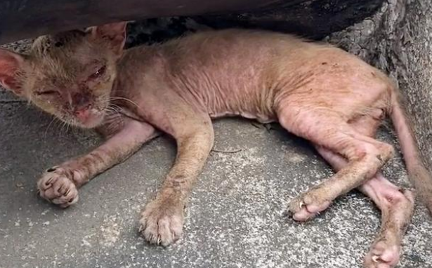 宠物猫被抛弃后，流落街头变成“无毛猫”，惨遭嫌弃依旧顽强求生